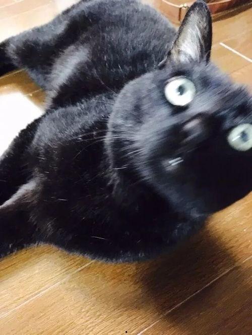 爆料猫咪丑照视频下载,这是哪位喵星人如此“自信”? 第1张 爆料猫咪丑照视频下载,这是哪位喵星人如此“自信”? 第1张